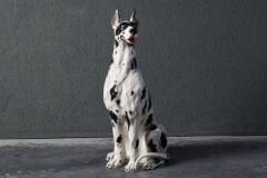 Porcelain Dalmatiner Figure